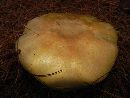 Agaricus arvensis image