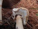 Agaricus arvensis image