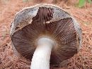 Agaricus arvensis image