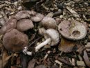 Agaricus pocillator image