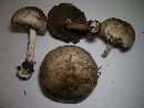 Agaricus pocillator image