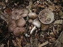 Agaricus pocillator image