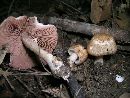 Agaricus bellanniae image