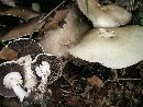 Agaricus malangelus image