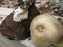 Agaricus malangelus image