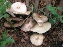 Agaricus malangelus image