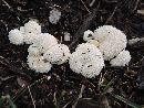 Lycoperdon curtisii image