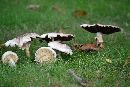 Agaricus placomyces image