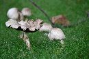 Agaricus placomyces image