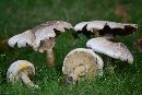 Agaricus placomyces image