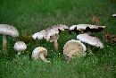 Agaricus placomyces image