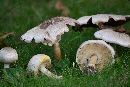 Agaricus placomyces image