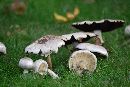 Agaricus placomyces image