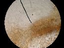 Agaricus placomyces image