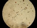 Agaricus placomyces image