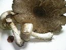 Agaricus placomyces image