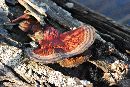 Ganoderma sessile image