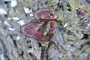 Ganoderma sessile image