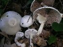 Agaricus silvicola image