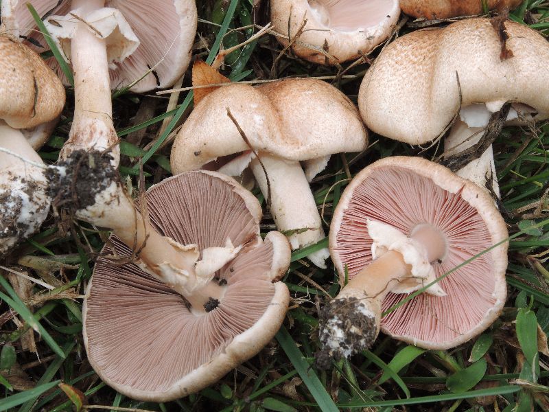 Agaricus bellanniae image