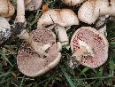 Agaricus bellanniae image