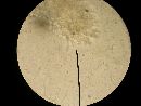 Agaricus bellanniae image