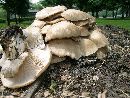 Pleurotus pulmonarius image