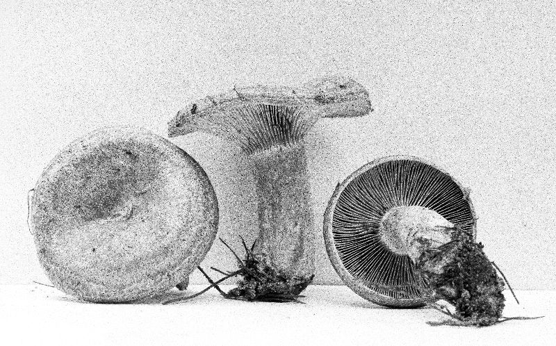 Lactarius chelidonioides image
