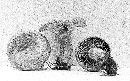 Lactarius chelidonioides image