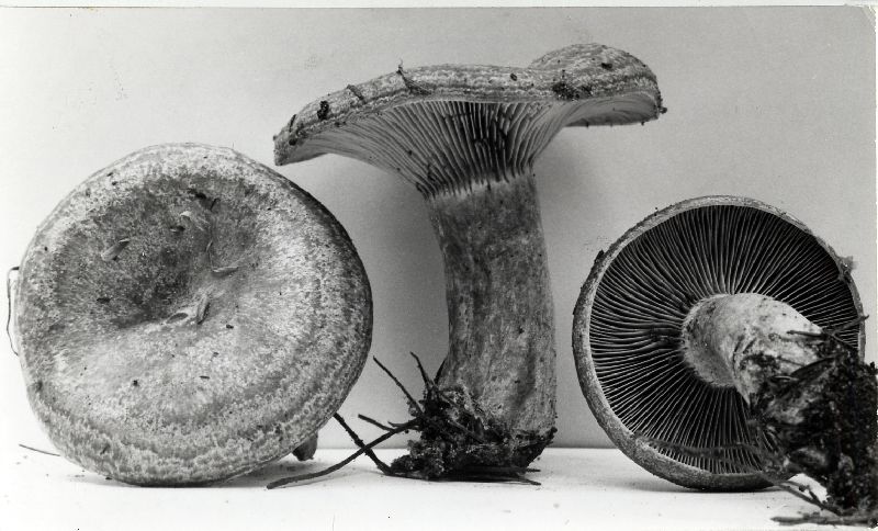 Lactarius chelidonioides image