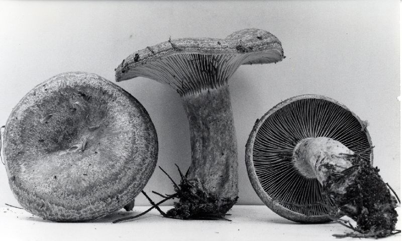 Lactarius chelidonioides image