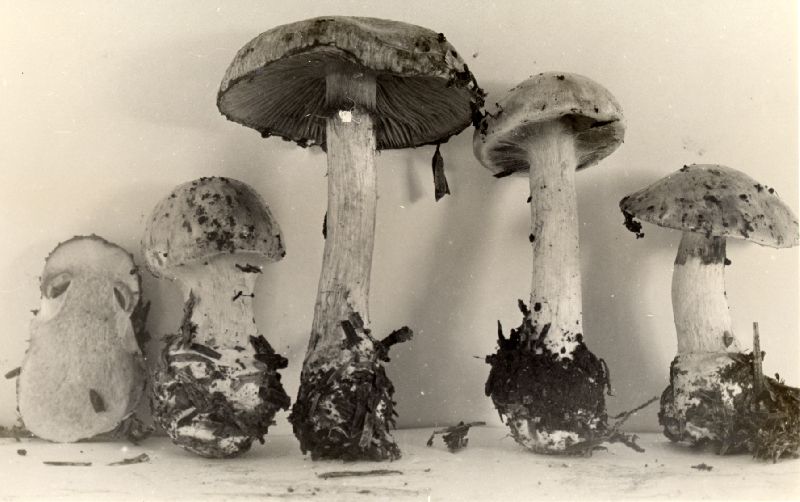 Cortinarius volvatus image