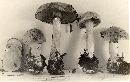 Cortinarius volvatus image