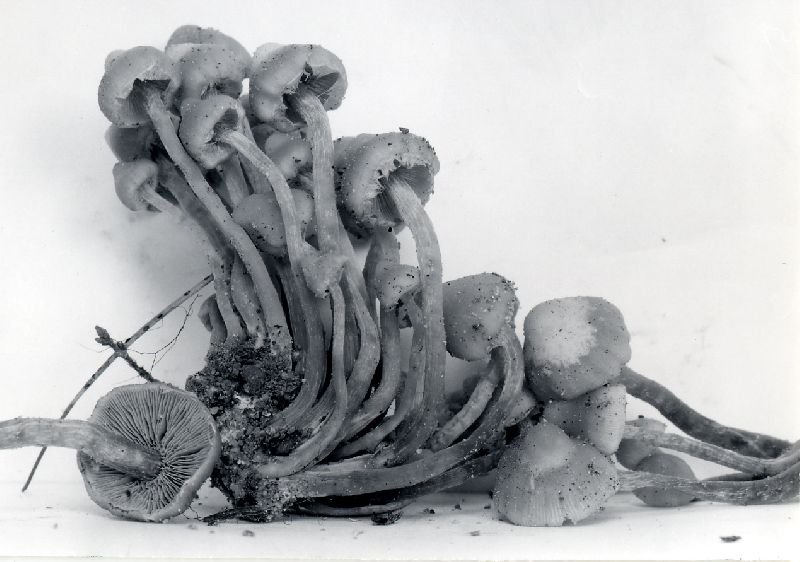 Pholiota connata image
