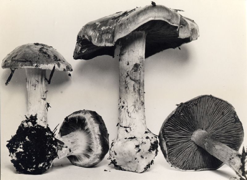 Cortinarius volvatus image