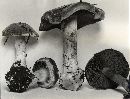 Cortinarius volvatus image