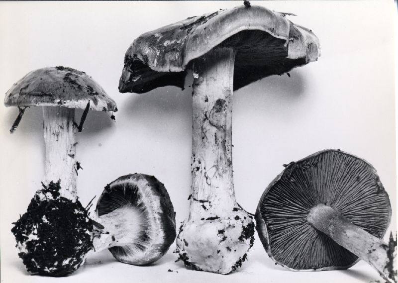 Cortinarius volvatus image