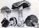 Cortinarius volvatus image