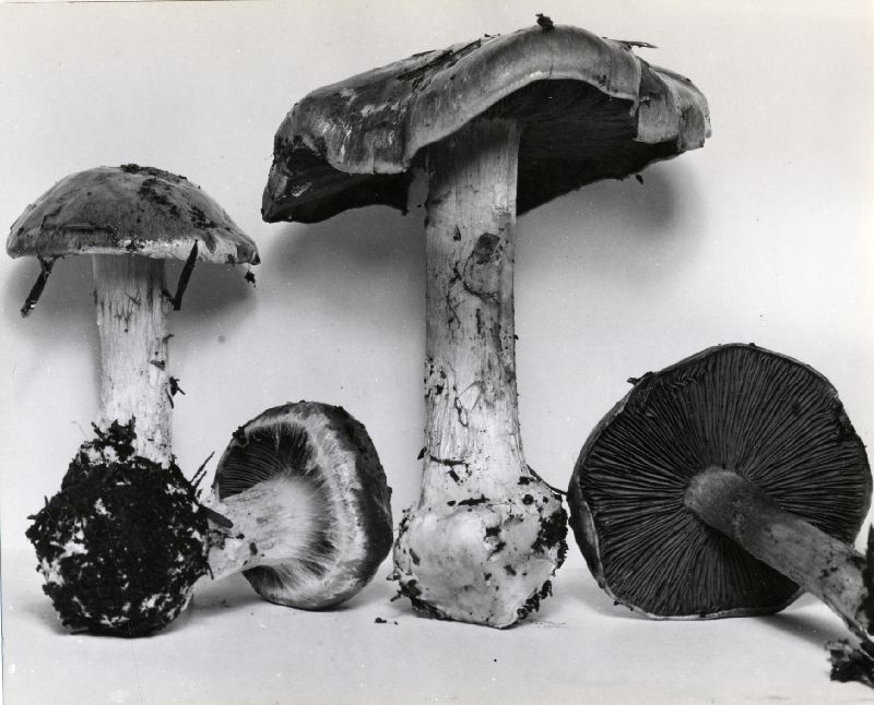 Cortinarius volvatus image