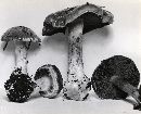 Cortinarius volvatus image