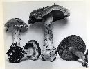 Cortinarius volvatus image