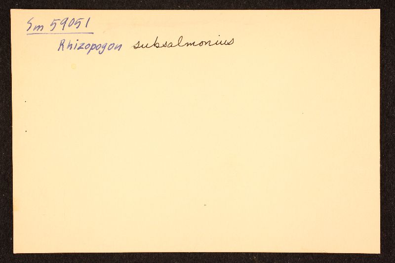 Rhizopogon rubescens var. rileyi image