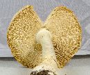 Amanita persicina image