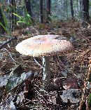 Amanita persicina image