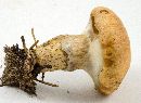 Suillus cothurnatus image