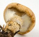 Suillus cothurnatus image