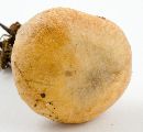 Suillus cothurnatus image