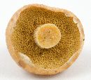 Suillus cothurnatus image