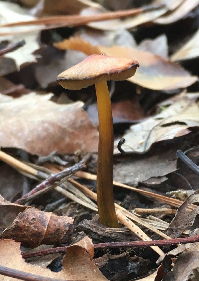 Hygrocybe conica image