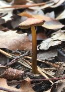 Hygrocybe conica image